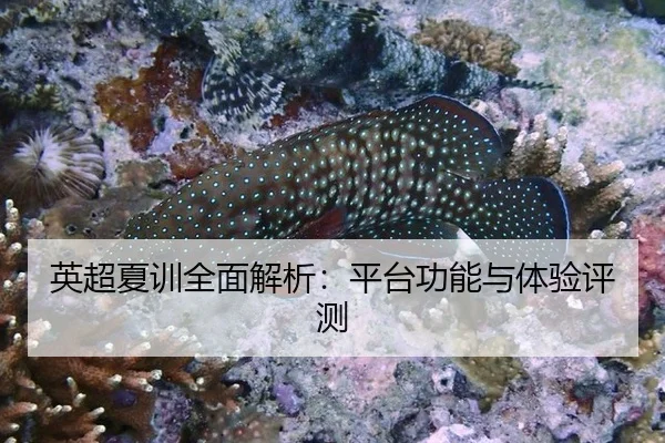 ying-chao-xia-xun-quan-mian-jie-xi-ping-tai-gong-neng-yu-ti-yan-ping-ce-2-968.jpg